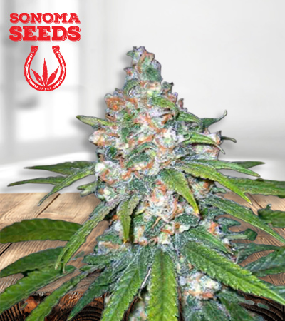 Lemon Haze Diesel