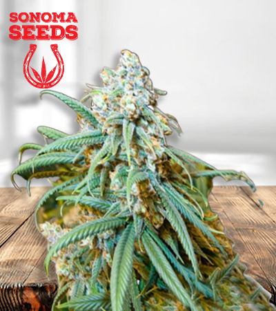 Lemon Kush Feminized