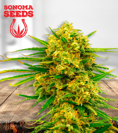 Lemon Tree Feminized