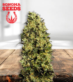 M8 Strain