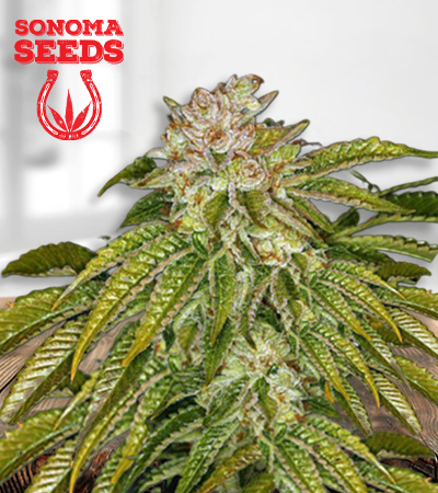 MK Ultra Feminized