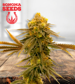 Mandarine 450