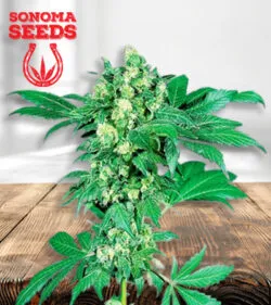 Maple Leaf Strain