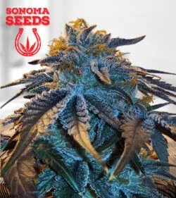 Master Kush