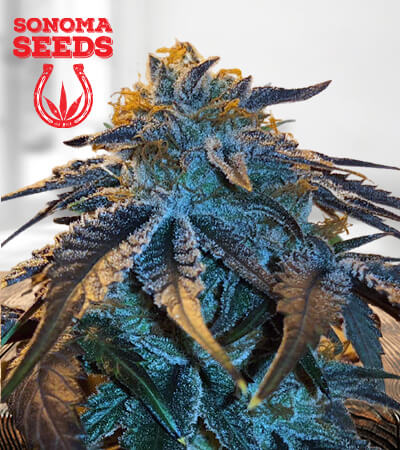 Master Kush Marijuana Seeds