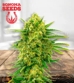 Mexican CBD