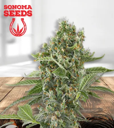 Moby Dick Feminized
