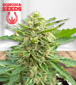 Mochalope Feminized
