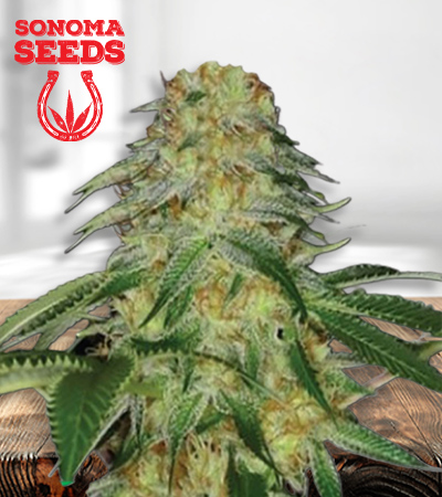 Monkey OG Feminized