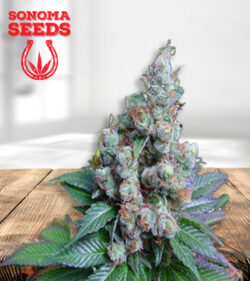 NY Diesel Feminized