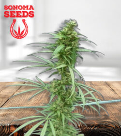 Neville’s Haze Feminized