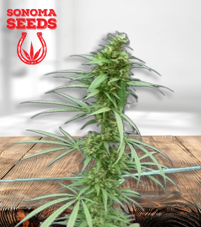 Neville’s Haze Feminized