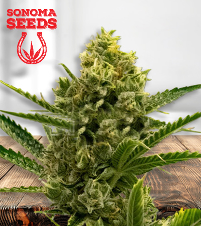 Nicole Kush Feminized
