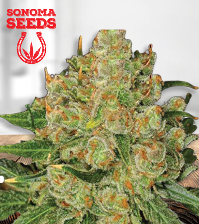 Northern Critical Feminized