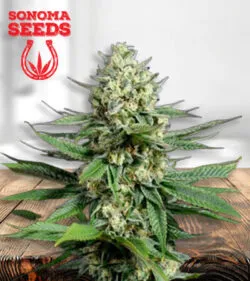 OG Kush Fast Version