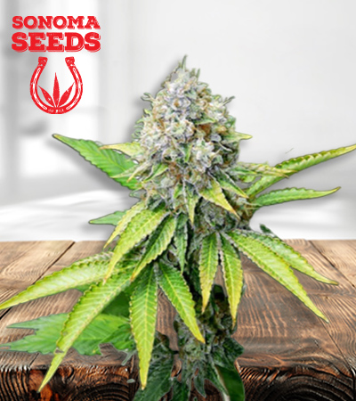 OG Kush Feminized
