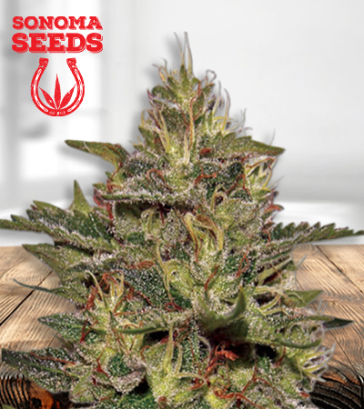 Original Cheese Feminized