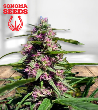 Panama Feminized