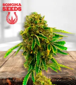 Pineapple Haze Feminized