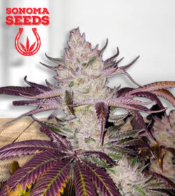 Platinum Cookies Feminized