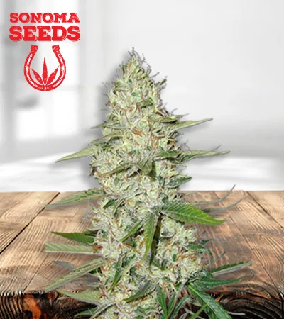 Power Plant Feminized
