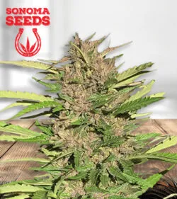 Pure Indica Feminized