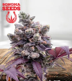 Purple Gelato Feminized
