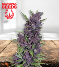 Purple Kush 450