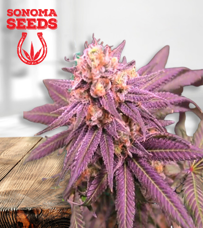 Purple Punch Feminized