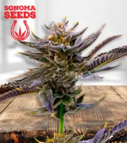 Purple Thai Strain