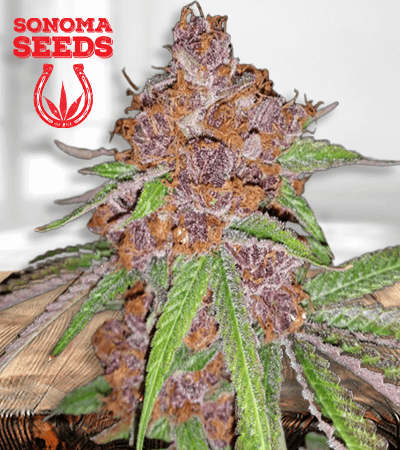 Purple Urkle