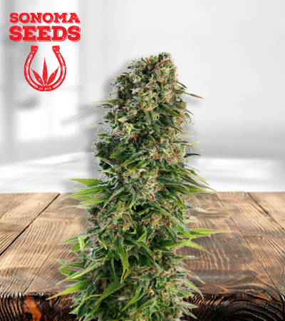 Skunk 450
