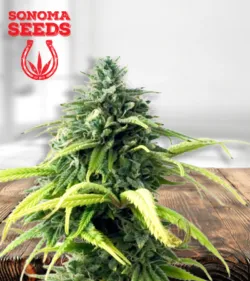 Skunk1 450