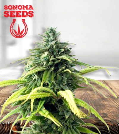 Skunk1 450