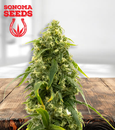 Sour Tangie CBD