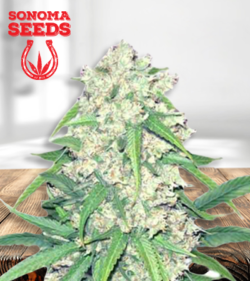 Super Silver Haze
