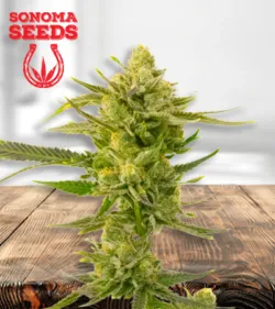 Super Skunk Strain