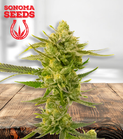 Super Skunk 450