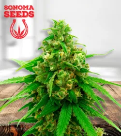 Sweet Tooth Strain