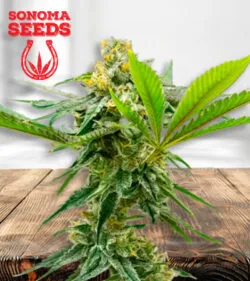 Sweeth Island Feminized