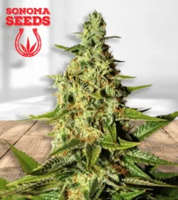 Tahoe OG page17 removebg preview 1