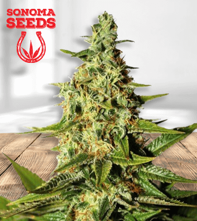 Tahoe OG page17 removebg preview 1
