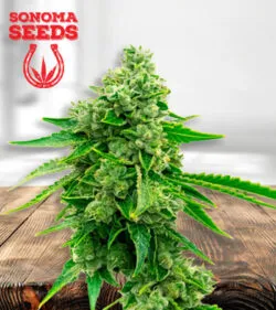 Tangie Strain