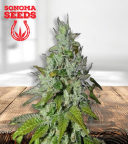 Triangle Kush