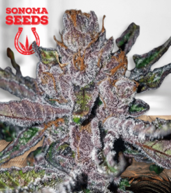 Tropicana Cookies Purple 1