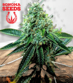 True OG Marijuana 1