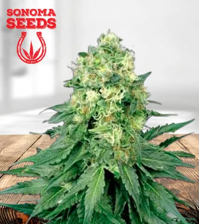White Widow