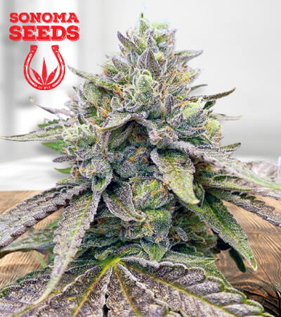Zkitllez Marijuana Seeds