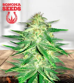 Zkittlez CBD