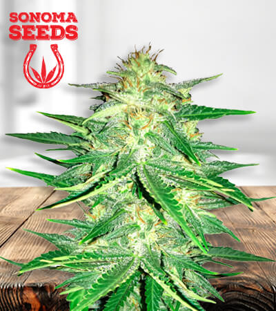 Zkittlez CBD